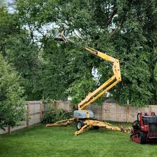 Best Hedge Trimming  in Davie, FL