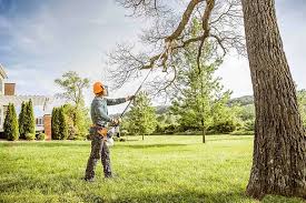 Best Tree Disease Treatment  in Davie, FL