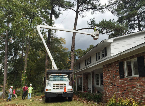 Best Tree Trimming and Pruning  in Davie, FL