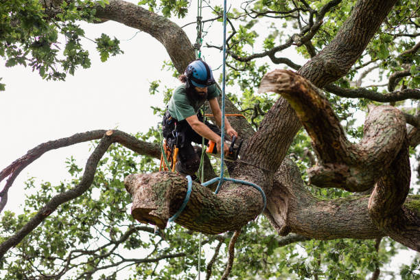 How Our Tree Care Process Works  in  Davie, FL