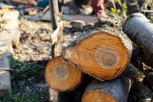 Best Firewood Processing and Delivery  in Davie, FL