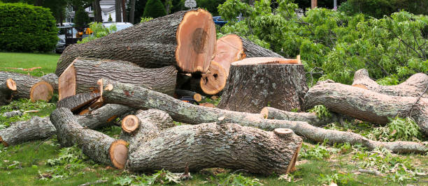 Trusted Davie, FL Tree Services Experts