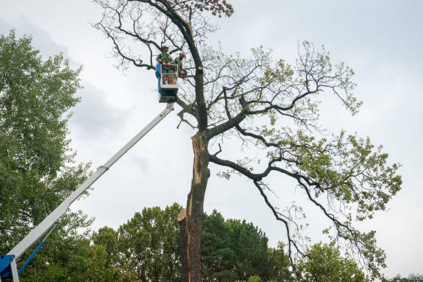 Best Commercial Tree Services  in Davie, FL