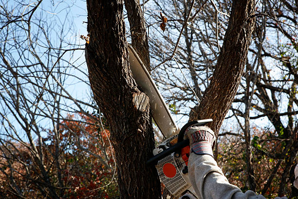 Best Tree Maintenance Programs  in Davie, FL